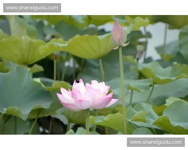 荷花直播：探寻水乡之美